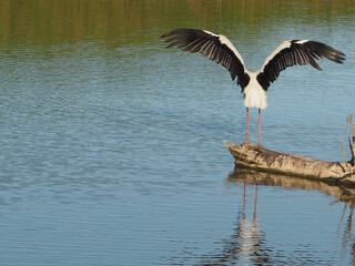  Bird with open wings to fly