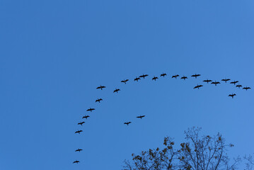 A flock of migratory birds flies against the background of the evening sky.