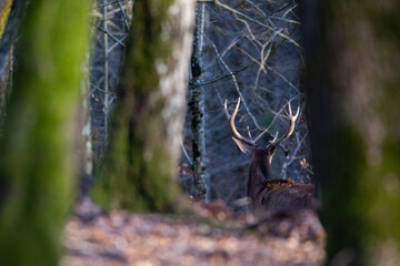 Cerf