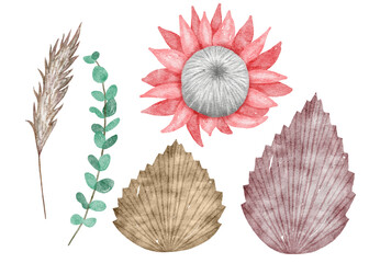 Watercolor illustration of protea flowers, palm and eucalyptus leaves