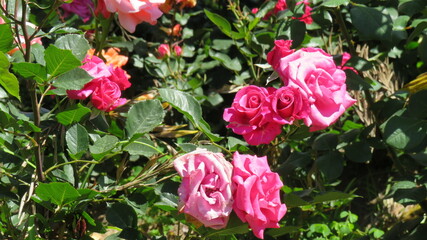 Jardim florido e colorido em um lindo dia de sol