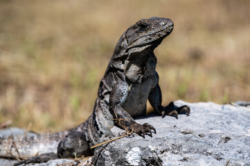Black Iguana (Ctenosaura similis), Tulum Mexico