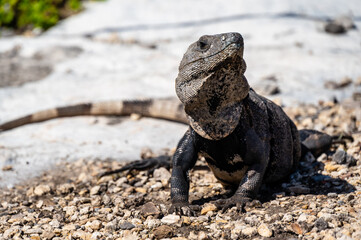 Black Iguana (Ctenosaura similis), Tulum Mexico