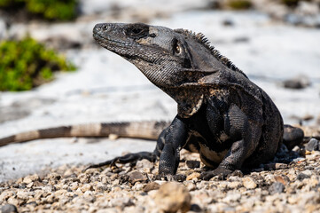 Black Iguana (Ctenosaura similis), Tulum Mexico