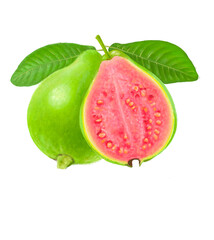 Guava illustration drawing