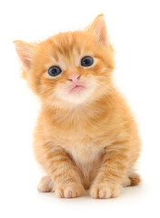 Kitten on white background.