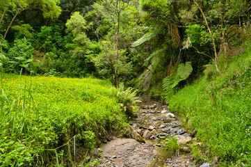 Small mountain stream, meadow with flowers and dense rainforest along the walking track in Anaura Bay Scenic Reserve, East Cape, North Island, New Zealand. 
