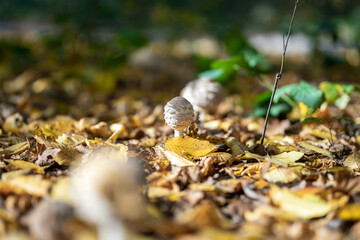 The parasol mushroom in the forest in autumn season. Yellow leaves on the background. Macrolepiota procera, Close-up
