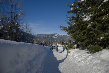 Sun day in mountains - sun beams, clear snow in forest. Winter amazing time - Christmas, ski resorts 