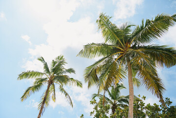 Obraz na płótnie Canvas Tall palm trees against blue sky. Summer background