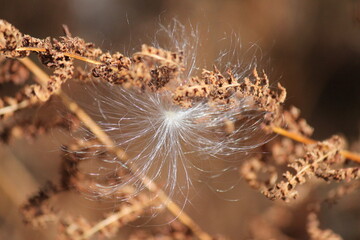 wallpaper with fluffy milkweed seed stuck in dry fern leaves