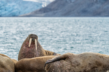 The walrus seahorse walking on its teeth, resting on the beach, Wildlife scene.. One of the largest...