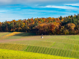 Weinberge im Herbst