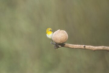 Oriental white-eye bird  sitting on the branch of a tree. Amazing photo  with beautiful background. Best to watch when birds feed on their food
