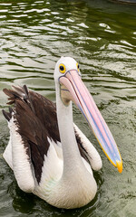 pelican on the pond