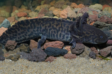 Closeup on adult critically endangered neotenic Anderson's salamander ,Ambystoma andersoni
