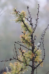 wallpaper with larch branch with rain drops