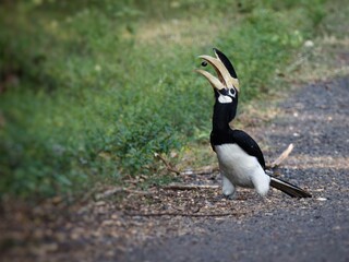 Asian pied hornbill on ground tossing food