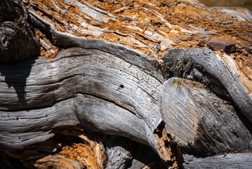 Closeup texture of rotten natural tree bark eaten by termites