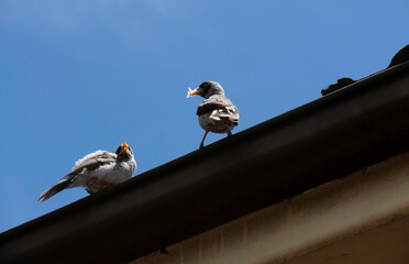 Australian Noisy Miner (Manorina melanocephala)