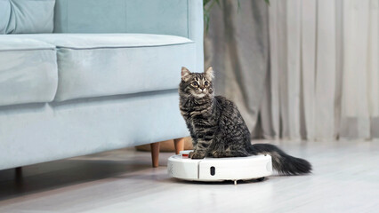 gray striped kitten sits on a robotic vacuum cleaner in the living room. Cute curious kitten is playing at home. - obrazy, fototapety, plakaty