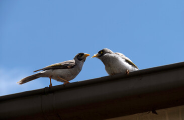 Australian Noisy Miner (Manorina melanocephala)