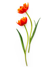 Two red orange tulip flowers isolated on white background. Minimalist floral spring or summer...