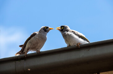 Australian Noisy Miner (Manorina melanocephala)