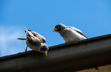 Australian Noisy Miner (Manorina melanocephala)