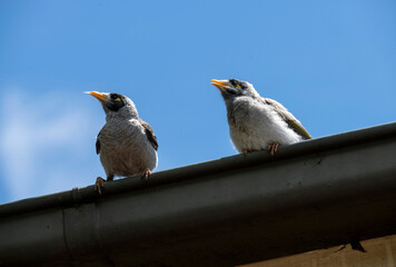 Australian Noisy Miner (Manorina melanocephala)