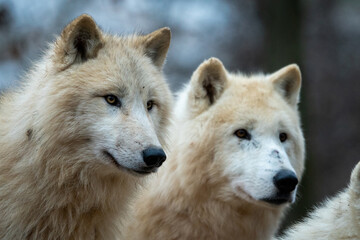 Arctic wolf (Canis lupus arctos) standing on a forest hill during snowfall. This type of wolf is...