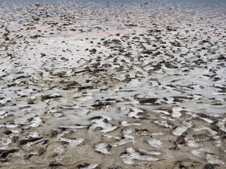 The landscape, the dried-up shore of a salt lake cracked under the rays of the scorching sun. Wildlife, the concept of tourism, recreation and travel.
