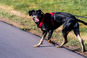 Closeup of a black Dobermann, Canis lupus familiaris with a red rope walking outdoors and barking