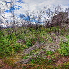 Small green bushes, dry trees and grass - typical jungle scenery near Andringitra massif in Madagascar