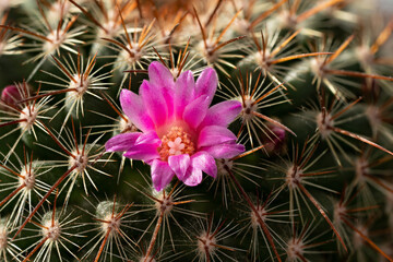 Small pink cactus - Mammillaria species - flower, closeup macro detail