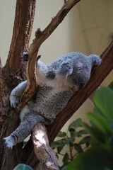 Koala Bear sleeping