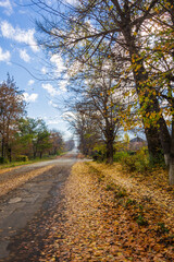 Multicolor autumn trees in the Vanadzor	
