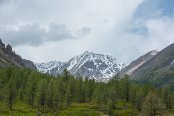 Obraz premium Scenic landscape with coniferous forest among high sharp rocks against snowy mountain range in sunlight under cloudy sky. Colorful view to forest valley and sunlit snow mountains at changeable weather