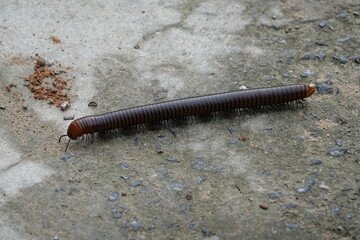 Millipede