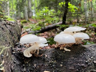 Oudemansiella Mucida