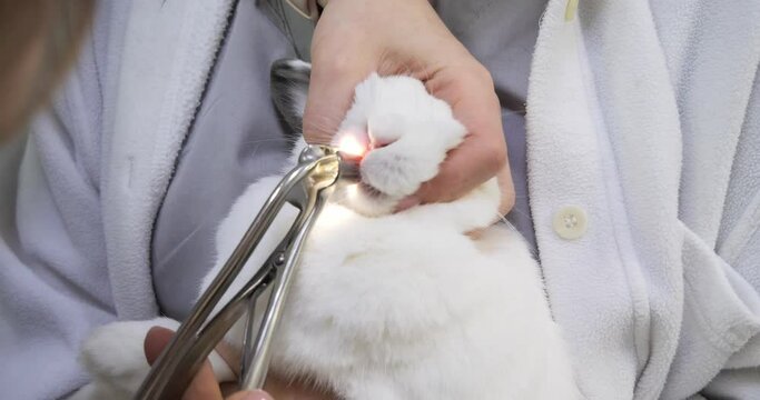 The assistant holds a white domestic rabbit in her arms. The doctor examines the teeth in the rabbit's mouth with a special tool with a backlight.