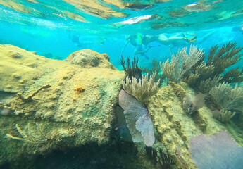 Group of people snorkeling near sunken ship under the sea. Beautifiul underwater colorful coral reef at Caribbean Sea at Honeymoon Beach on St. Thomas, USVI - travel concept