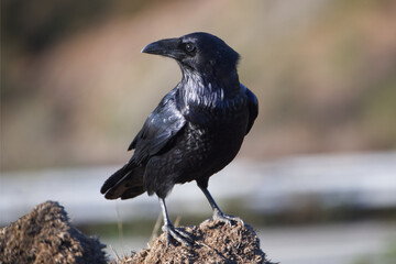 Portrait of a Raven surveying its territories