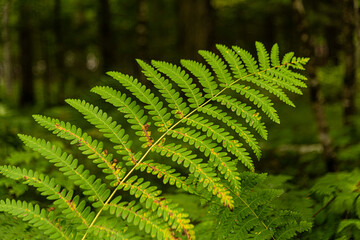 Interrupted Fern