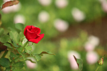 Red Rose bud