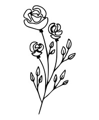 Hand drawn doodle vector herbal, floral clipart. 