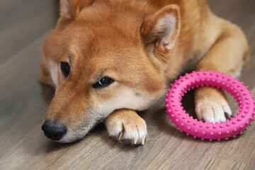 Shiba Inu Japanese dog is resting lying on the floor with his favorite toy. The thoughtful look of...