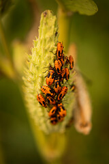 False Milkweed Bug
