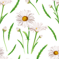 Watercolor daisy flower composition, hand drawn illustration isolated on white
