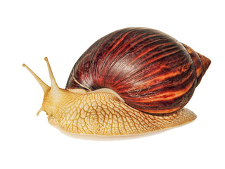Achatina snail isolated on a transparent background with shadow.